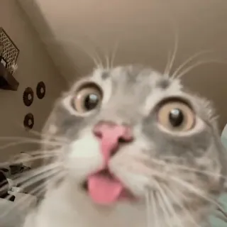 😯 b6dc55ce 猫, 动物, 宠物, 舌头, 可爱, 搞笑 telegram sticker