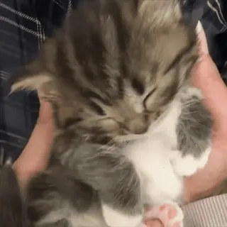 😇 b7562160 猫, 小猫, 可爱, 宠物, 动物, 睡觉 telegram sticker