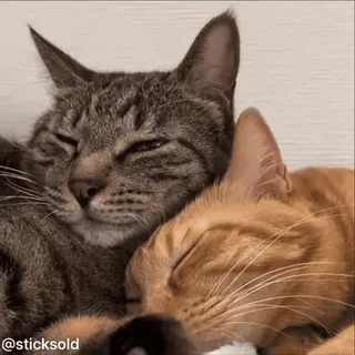 ❤️ beac8c99 @sticksold 猫, 动物, 宠物, 睡觉, 可爱 telegram sticker