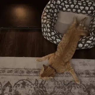 🙂‍↕️ bfc7acdb 猫, 宠物, 动物, 橘猫, 躺着 telegram sticker