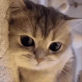 😍 c6826eba 猫, 小猫, 可爱, 动物, 宠物, 眼睛 telegram sticker