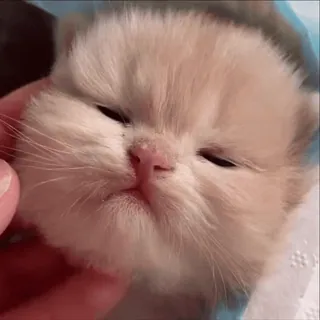 🫢 c9a52d99 小猫, 猫, 动物, 可爱, 宠物, 家养 telegram sticker