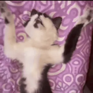 🥱 caf72176 猫, 小猫, 宠物, 动物, 可爱 telegram sticker