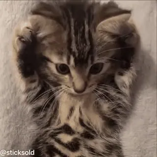 ❤️ cb265472 @sticksold 小猫, 猫, 动物, 宠物, 可爱 telegram sticker