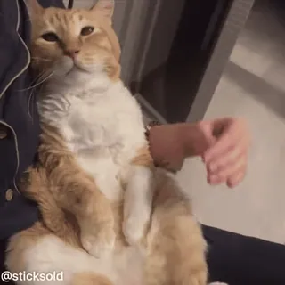 😜 cd4b7c32 @sticksold 猫, 橘猫, 宠物, 动物, 家猫, 猫科动物 telegram sticker