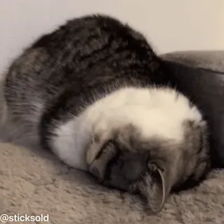 😂 cdb5f0e6 @sticksold 猫, 睡觉, 可爱, 宠物, 动物 telegram sticker