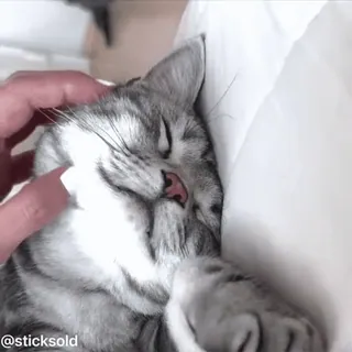 🥹 ce94dfb1 @sticksold 猫, 宠物, 动物, 睡眠, 可爱, 小猫 telegram sticker