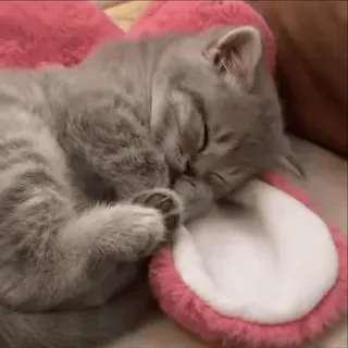 ❤️ d90e7592 猫, 小猫, 睡觉, 可爱, 动物 telegram sticker