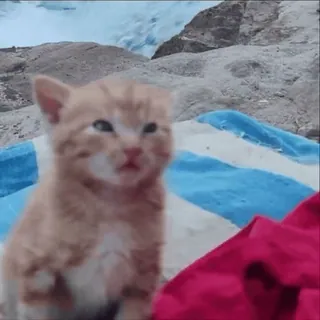 🥺 dcf8f59d 小猫, 猫, 动物, 宠物, 橙色 telegram sticker