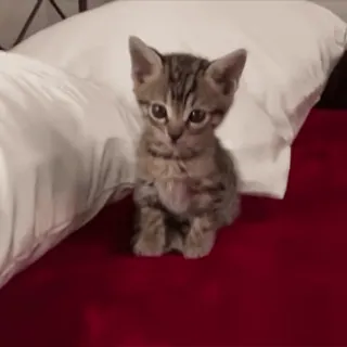 ☺️ dd1d959f 猫, 小猫, 动物, 宠物, 可爱, 猫科动物 telegram sticker