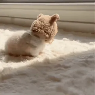 🫶 df8d01c3 仓鼠, 动物, 可爱, 啮齿动物, 宠物, 毛茸茸 telegram sticker