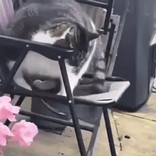 😅 e124eb94 猫, 椅子, 动物, 宠物, 家畜, 哺乳动物, 坐着 telegram sticker