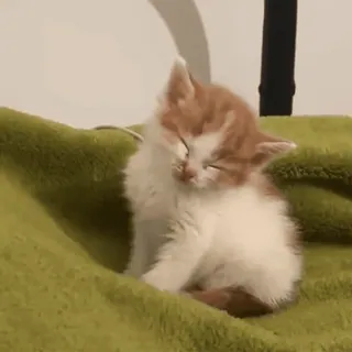 🥺 e2e166ad 猫, 小猫, 睡觉, 可爱, 动物, 宠物 telegram sticker