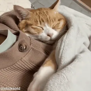 ❤️ e39e53dd @sticksold 猫, 睡觉, 可爱, 毯子, 宠物, 动物 telegram sticker