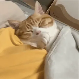 🥹 e43710de 猫, 睡觉, 动物, 宠物, 可爱 telegram sticker