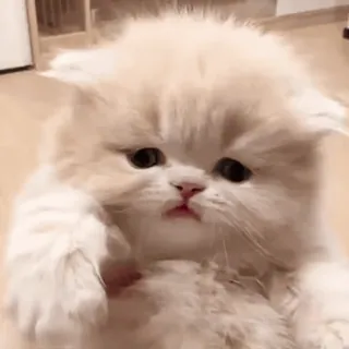 ❤️ e5e68220 猫, 小猫, 可爱, 宠物, 动物, 毛茸茸 telegram sticker