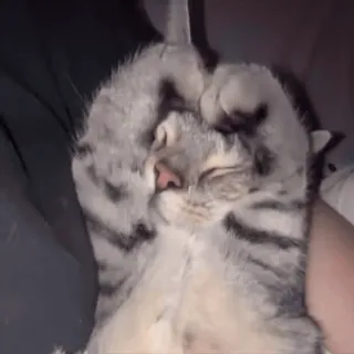 ❤️ e83976b5 猫, 动物, 宠物, 可爱, 睡觉, 家养, 猫科动物 telegram sticker