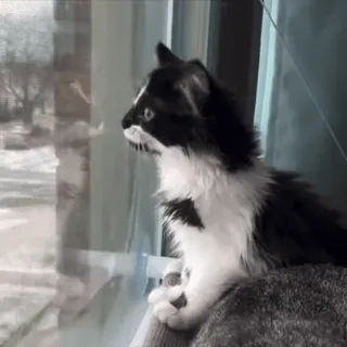 😛 ea943f25 猫, 小猫, 窗户, 动物, 宠物, 可爱 telegram sticker