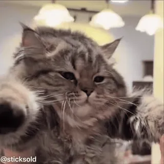 ❤️ edd18d66 @sticksold 猫, 贴纸, 表情包, 动物 telegram sticker