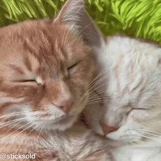 😍 f0c4354e @sticksold 猫, 小猫, 动物, 宠物, 可爱, 有爱 telegram sticker