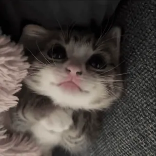 ❤️ f0e037ff 猫, 小猫, 可爱, 动物, 宠物, 猫科动物 telegram sticker