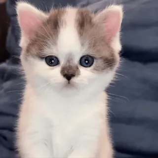 🥺 f3688484 小猫, 猫, 可爱, 动物, 宠物, 家养 telegram sticker