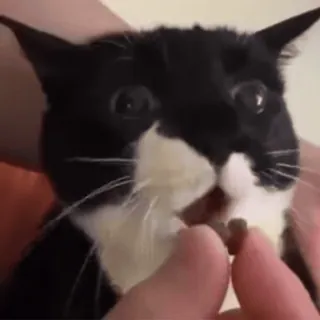 НАЖМИ СЮДА - @KROXI1 telegram stickers