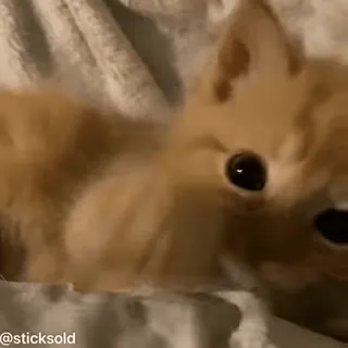 ❤️ fd4b9116 @sticksold 小猫, 猫, 动物, 宠物, 可爱 telegram sticker