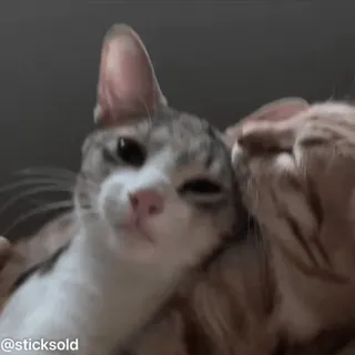 ❤️ fd624f8c @sticksold 猫, 动物, 宠物, 可爱 telegram sticker