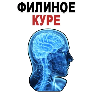 😉 98aa26d4 ФИЛИНОЕ
КУРЕ russe, cerveau, anatomie, texte, tête, scan, interne, médical whatsapp sticker