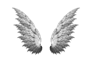 🕊 f8345468 ailes, ailes d'ange, ailes de plumes, liberté, vol telegram sticker