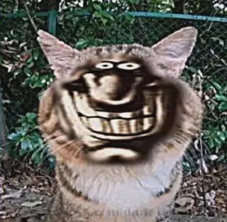 😺 cbdd4542 gatto, trollface, meme, divertente, animale, arte digitale telegram sticker