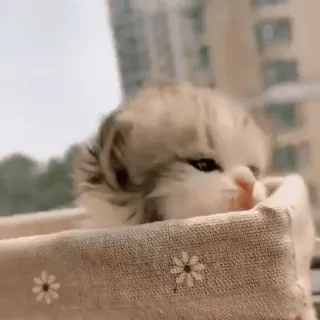 🥺 0612ecdd mèo, mèo con, dễ thương, thú cưng, động vật, nhà telegram sticker