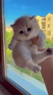 ❤️ 153c40a7 mèo con, mèo, dễ thương, động vật, mèo nhà, mèo nhỏ, thú cưng telegram sticker