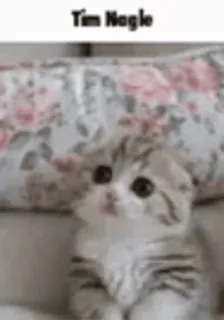 🥺 43a661ea Tim Nagle mèo, mèo con, dễ thương, đáng yêu, động vật telegram sticker