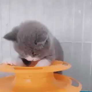 😒 5f18d15f mèo, mèo con, thú cưng, động vật, dễ thương, xám, trắng telegram sticker