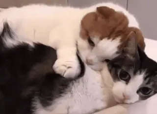 💞 816abc7f mèo, động vật, vật nuôi, thú cưng, dễ thương, đáng yêu telegram sticker