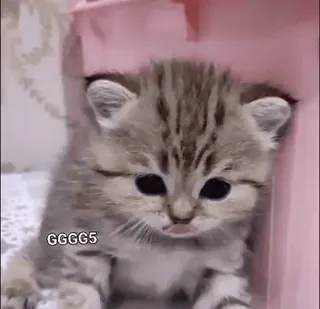 😒 b038767b GGGG5 mèo, mèo con, dễ thương, động vật, thú cưng, nhỏ, đáng yêu telegram sticker