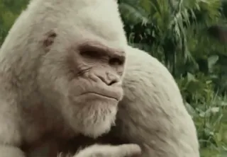 🖕 081f0692 Khỉ đột, Bạch tạng, Động vật, Vượn người, Động vật hoang dã, Linh trưởng telegram sticker