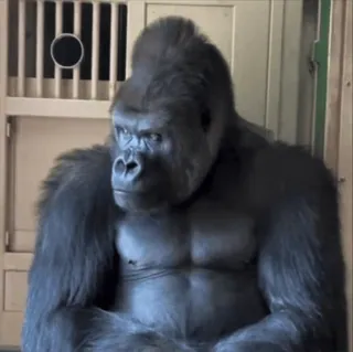 😡 09e68ef5 khỉ đột, động vật, vượn, động vật có vú, linh trưởng, động vật hoang dã, sở thú telegram sticker