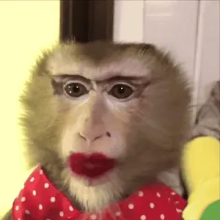 🌟 1ce7dd2d khỉ, trang điểm, động vật, linh trưởng, vui nhộn, nhãn dán telegram sticker