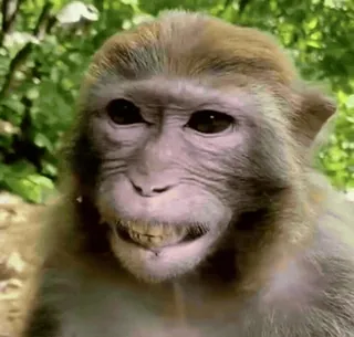 🌟 200fbac1 khỉ, động vật, linh trưởng, động vật hoang dã, vượn, động vật có vú telegram sticker