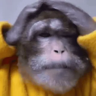 🌟 2824d02e khỉ, động vật, vượn, dễ thương, hài hước telegram sticker