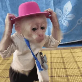 🌟 330a4ae7 khỉ, động vật, mũ, dễ thương, khỉ Capuchin telegram sticker