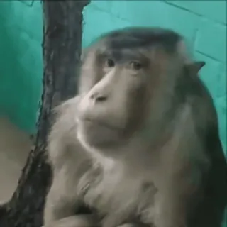 🌟 352c4451 khỉ, động vật, linh trưởng, động vật hoang dã, sở thú, thiên nhiên telegram sticker