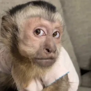 🌟 3cac9c12 khỉ, động vật, dễ thương, động vật có vú, khỉ Capuchin telegram sticker