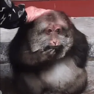 🤫 4d365554 khỉ, động vật, động vật có vú, linh trưởng, động vật hoang dã, vượn telegram sticker