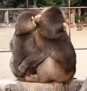 ❤️ 614a4d78 khỉ, động vật, động vật hoang dã, ôm, âu yếm telegram sticker