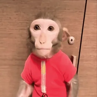🌟 6906d968 khỉ, động vật, linh trưởng, quần áo, dễ thương, vui nhộn telegram sticker