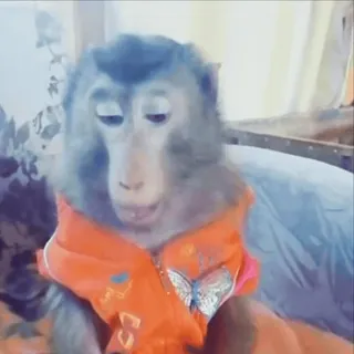 🌟 77153a76 khỉ, động vật, vượn người, linh trưởng, dễ thương, thú cưng, hài hước telegram sticker